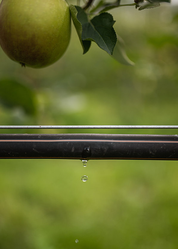 Durch die Tropfbewässerung werden nur geringe, exakte Wassermengen in Stammnähe abgegeben. ©Südtiroler Apfelkonsortium Durch die Tropfbewässerung werden nur geringe, exakte Wassermengen in Stammnähe abgegeben. ©Südtiroler Apfelkonsortium