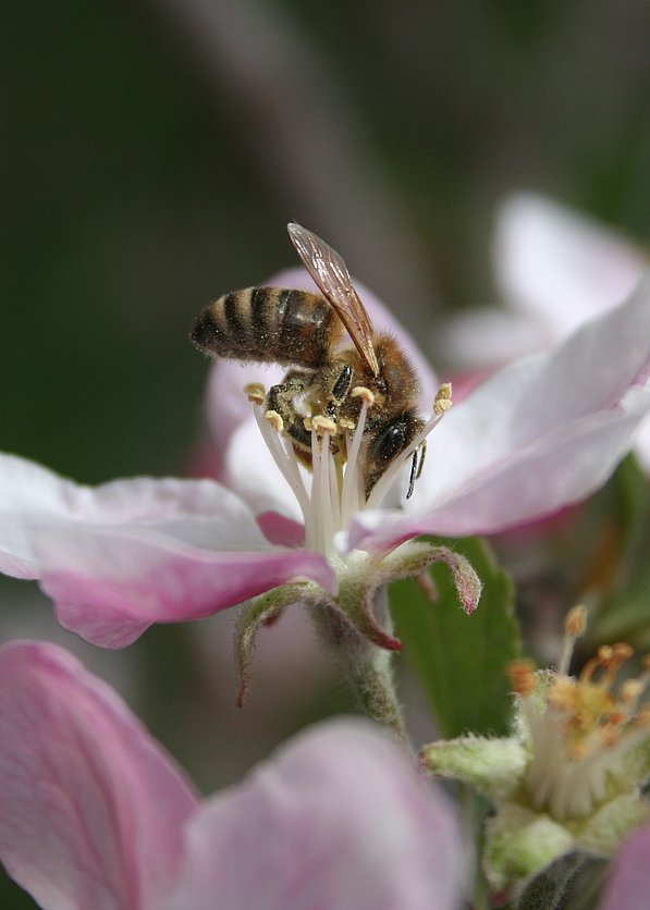 Für die Apfelbauern sind die Bienen unerlässliche Helferinnen bei der Bestäubung. ©Südtiroler Apfelkonsortium